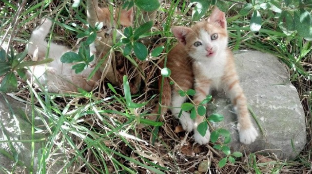 中超控球型中场出球成功率排行，中超出场次数排名