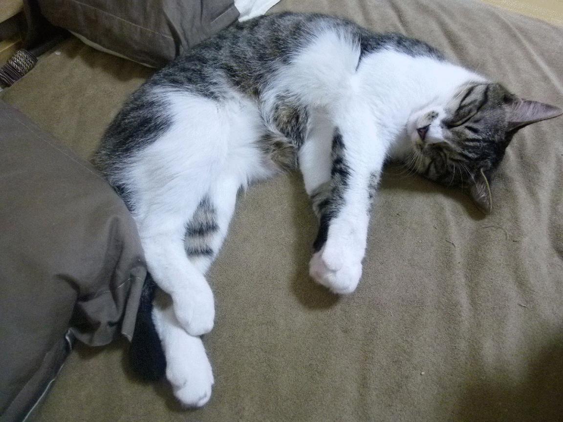 全国定向越野公开赛户外爱好者踊跃参与，全国定向越野锦标赛