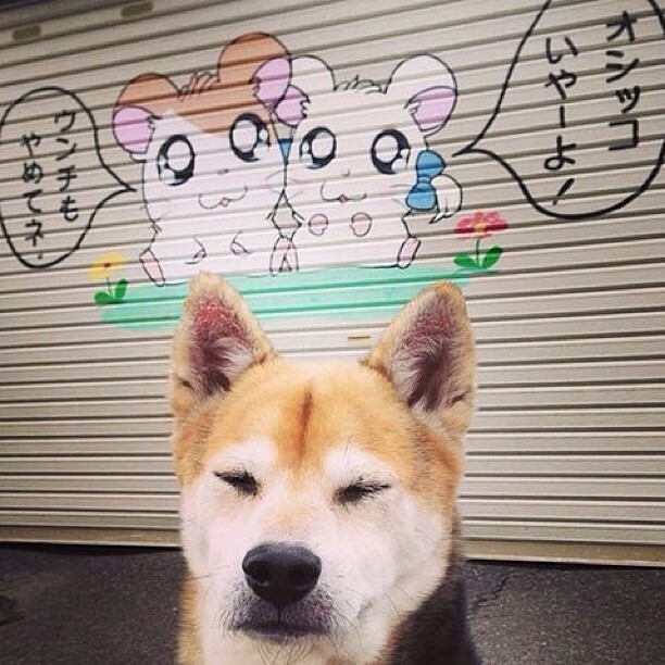 全国定向越野公开赛户外爱好者踊跃参与，全国定向越野锦标赛