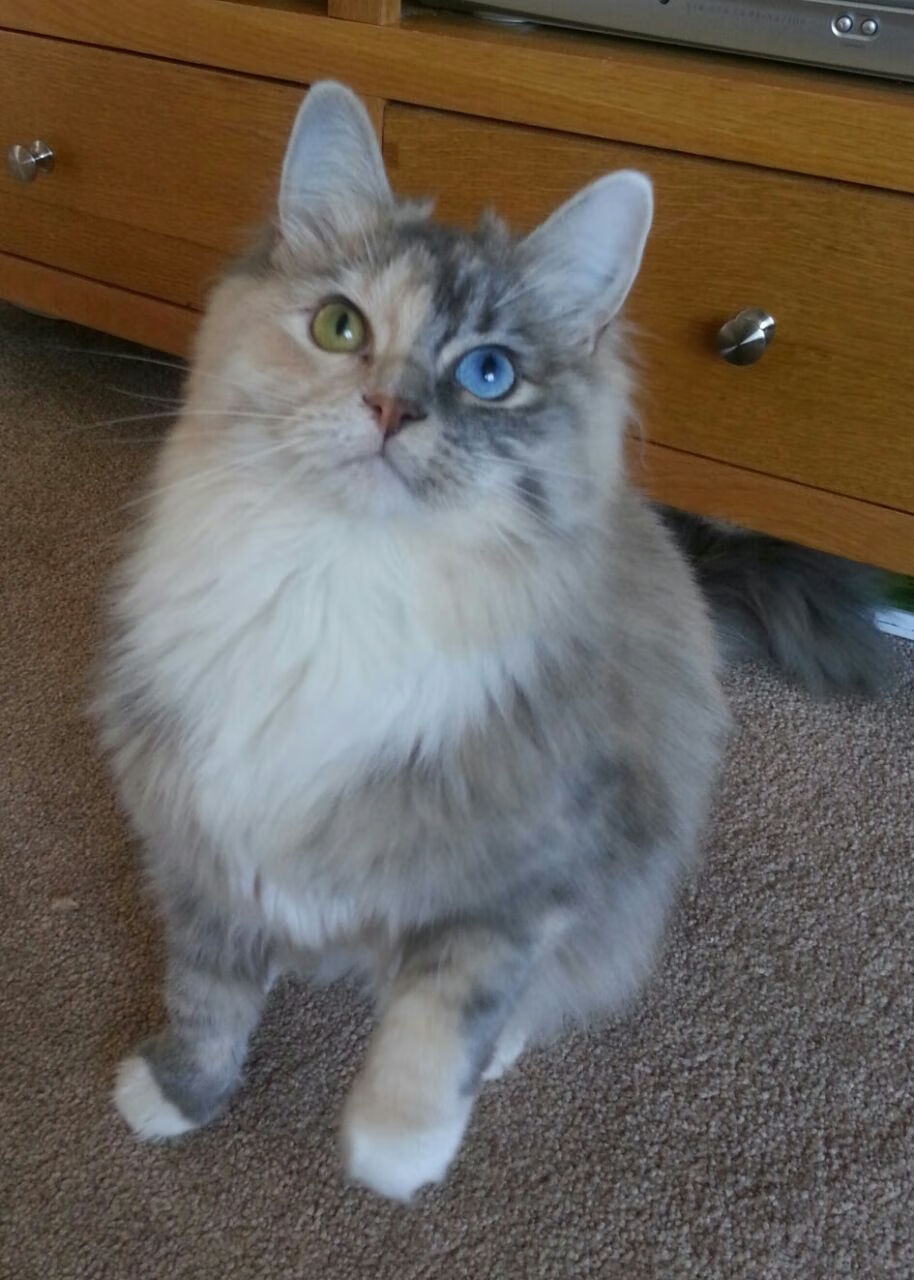 篮球运动员比赛数据采集系统开发与应用，篮球运动员数据分析