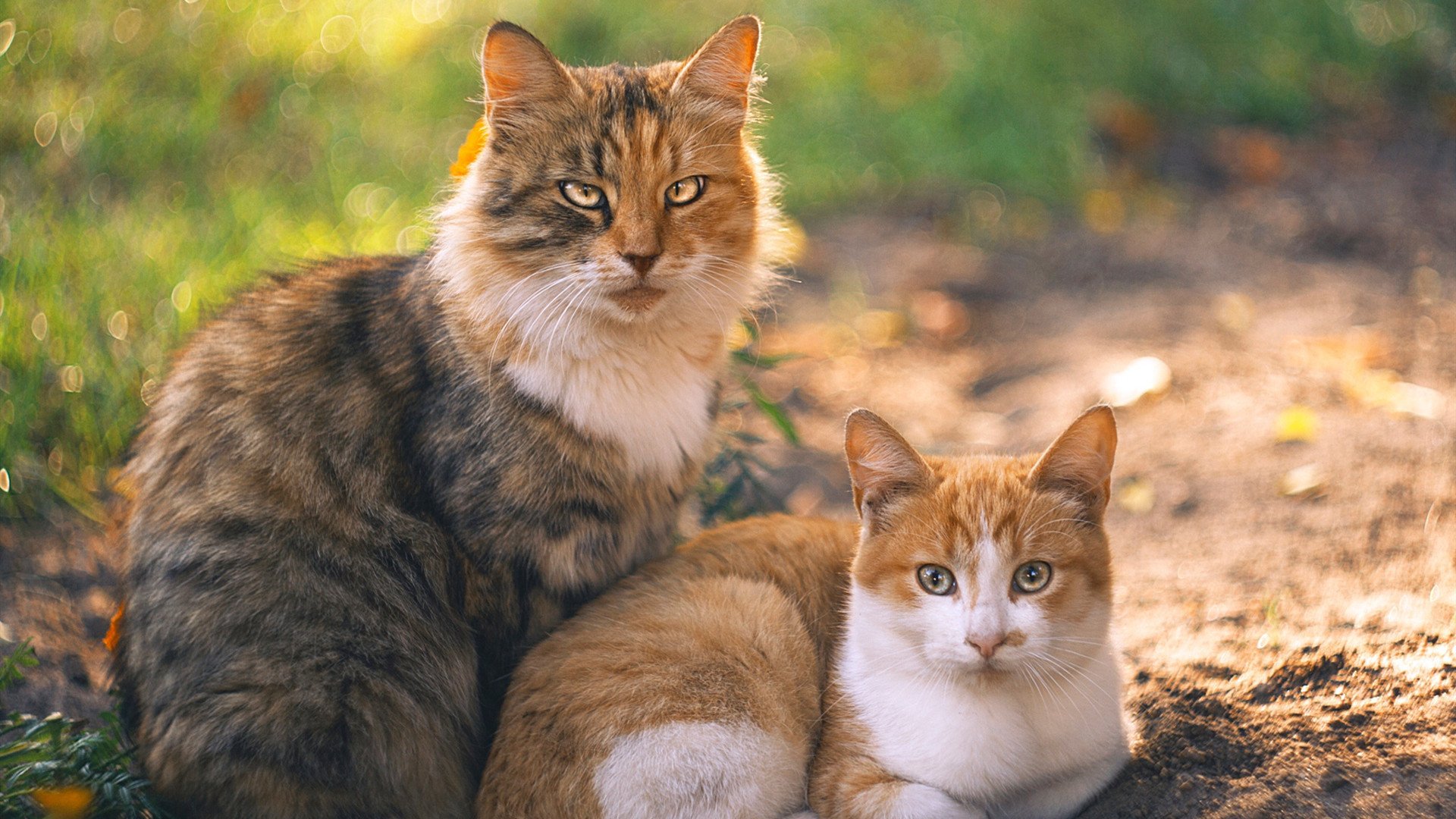 英超青训课程增加心理韧性训练应对高压比赛,英超本队青训