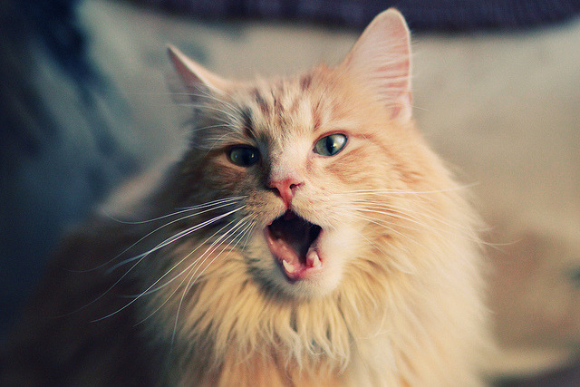 “跑步+亲情！牛仔3K亲子跑在香港温馨启程”