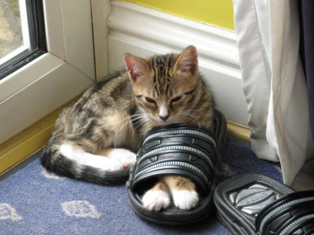 博洛尼亚稳守反击策略成功制造破门，博洛尼亚宣言是什么