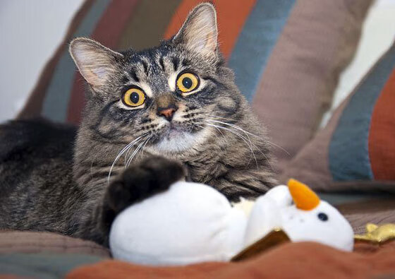 后卫线竞争激烈谁能成为国家队新大脑，后卫什么