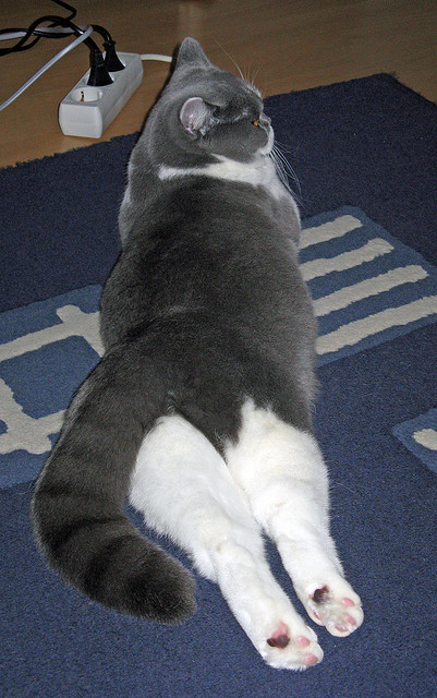 瑞典乒乓球队的战术亮点：快速反应与精准落点，瑞典著名乒乓球有哪些选手