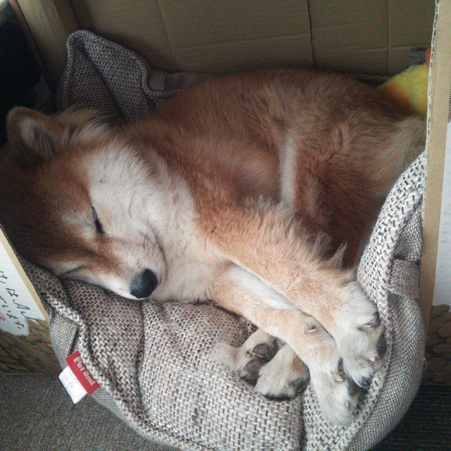 花样滑冰动作稳定性评估系统上线测试,花样滑冰专业动作