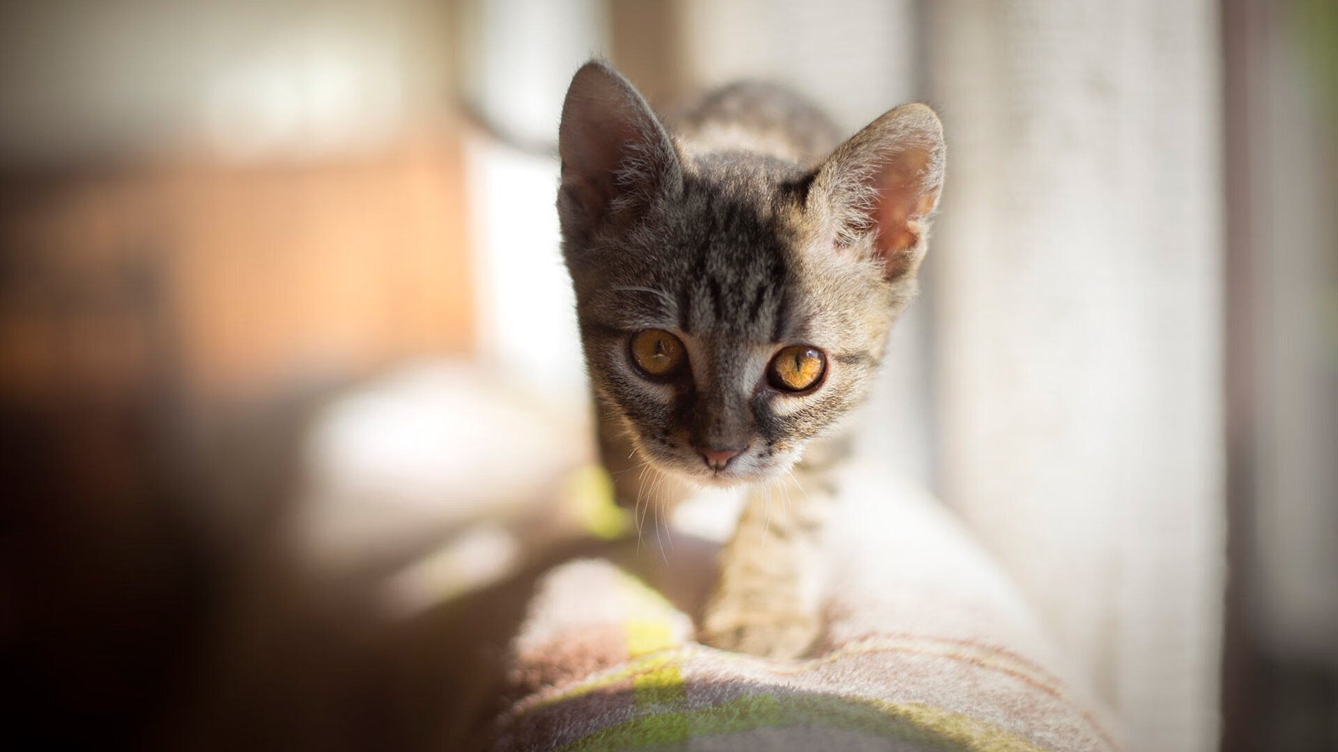 “安赫尔·巴尔博萨的全场运动能力,推动阿根廷美洲狮队战术多元化”