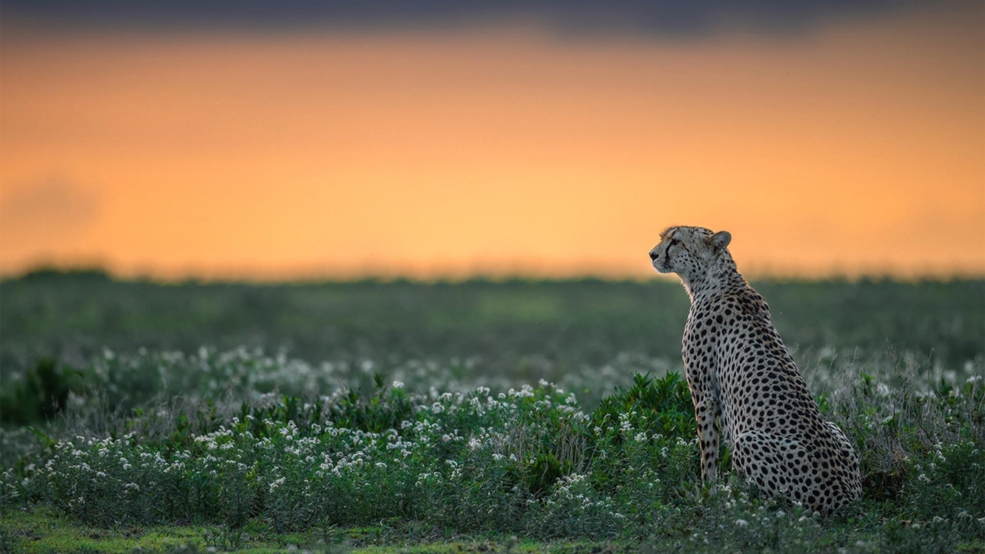 “霍斯特的超强防守，助力南非羚羊队再创佳绩”