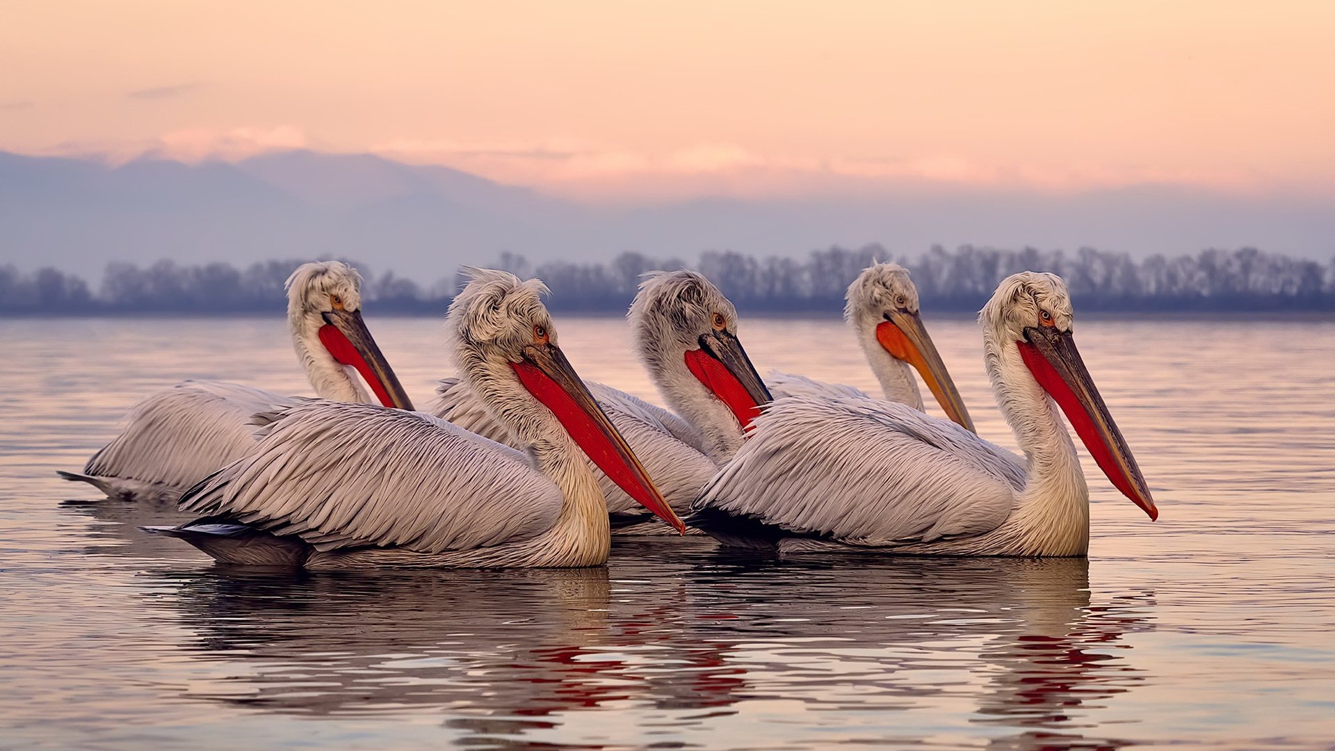 乌干达女篮在非洲锦标赛中奋战不止,期待更佳表现,带你一起看非洲乌干达