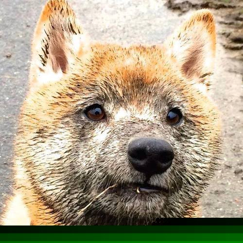 多项目协同发展，推动国家整体竞技水平提升，推进重点项目协同和研发活动一体化