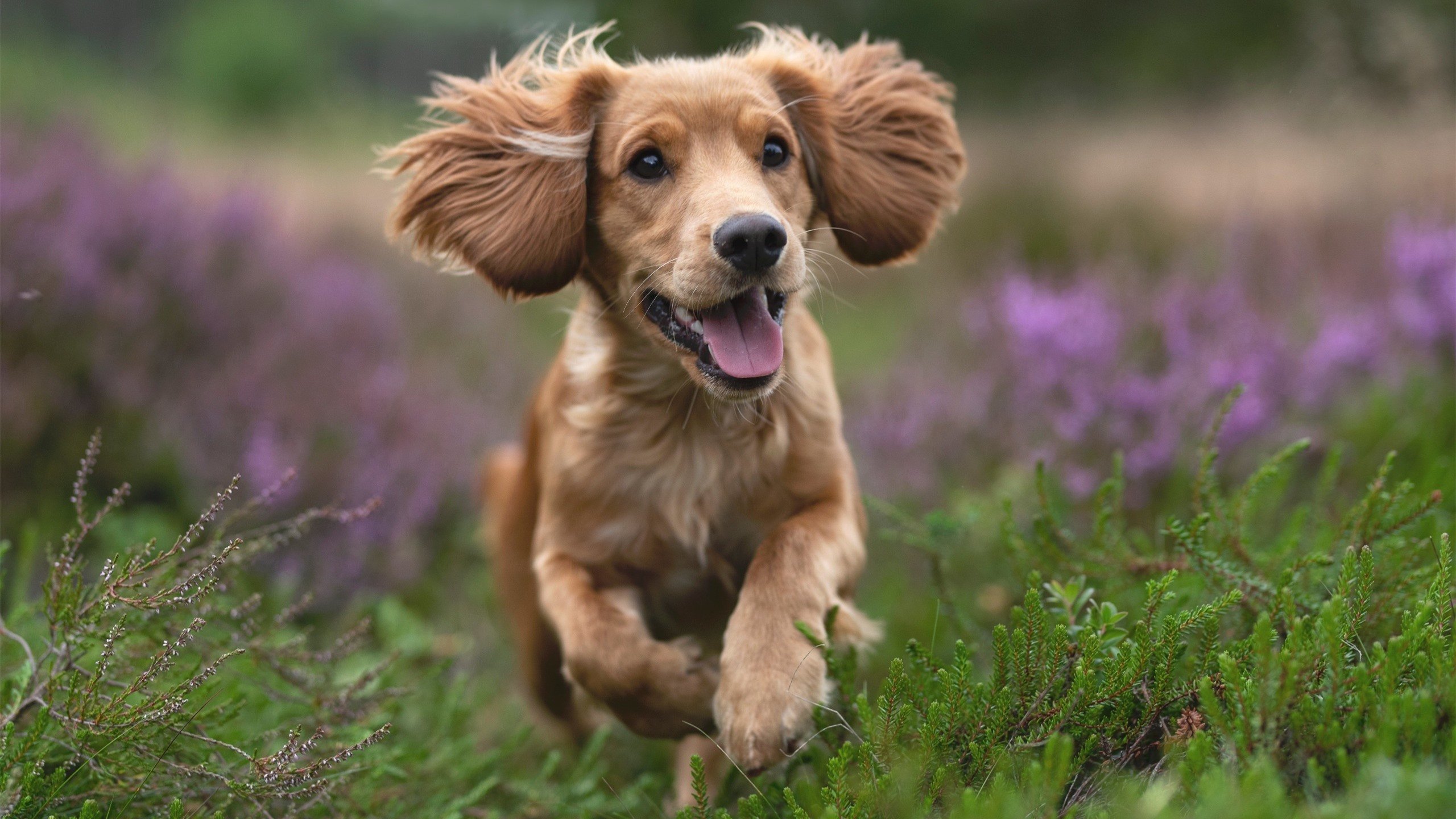 奥康纳的迅速反应与突破能力，为袋鼠队带来致命进攻，奥康纳生平