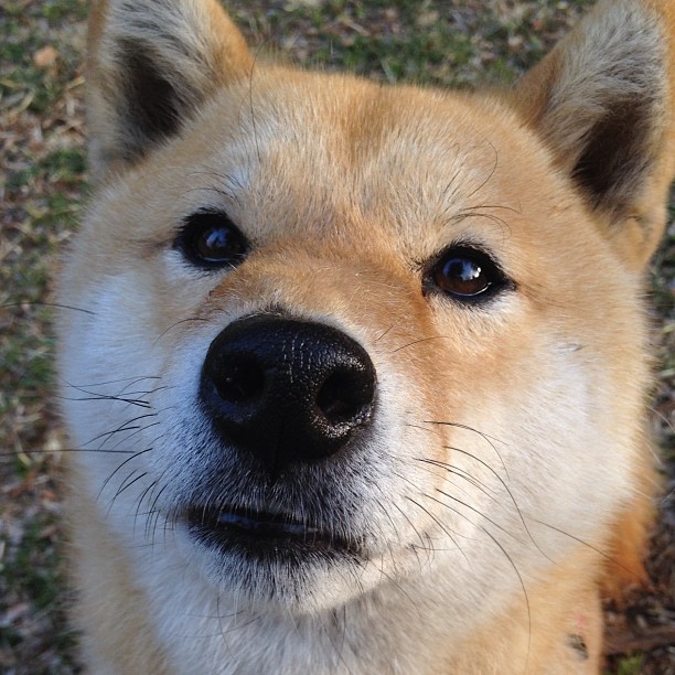 福特：凭借冷静的场上处理球，成为全黑队的节奏控制者，福特qos