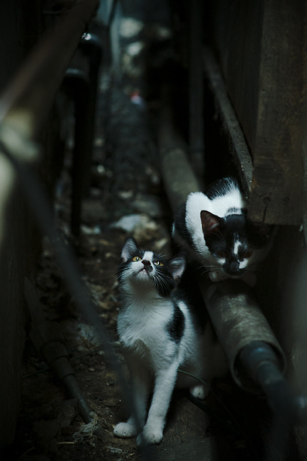 开运体育电脑版-美洲杯绝美远射：让人叹为观止的技术巅峰，美洲杯射手榜单