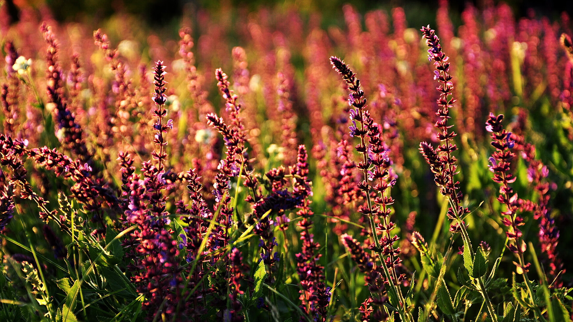 开云体育网站-《冠军未来篇》聚焦田方然的多元成功理念，田方然网球