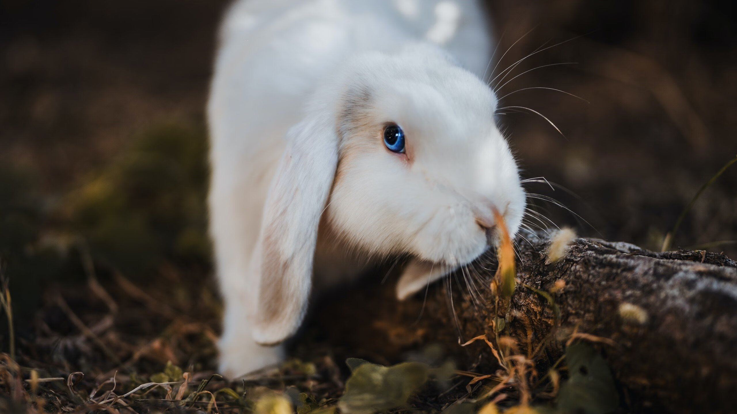 三天连打18场，欧冠热度全面爆发！，欧冠打几场