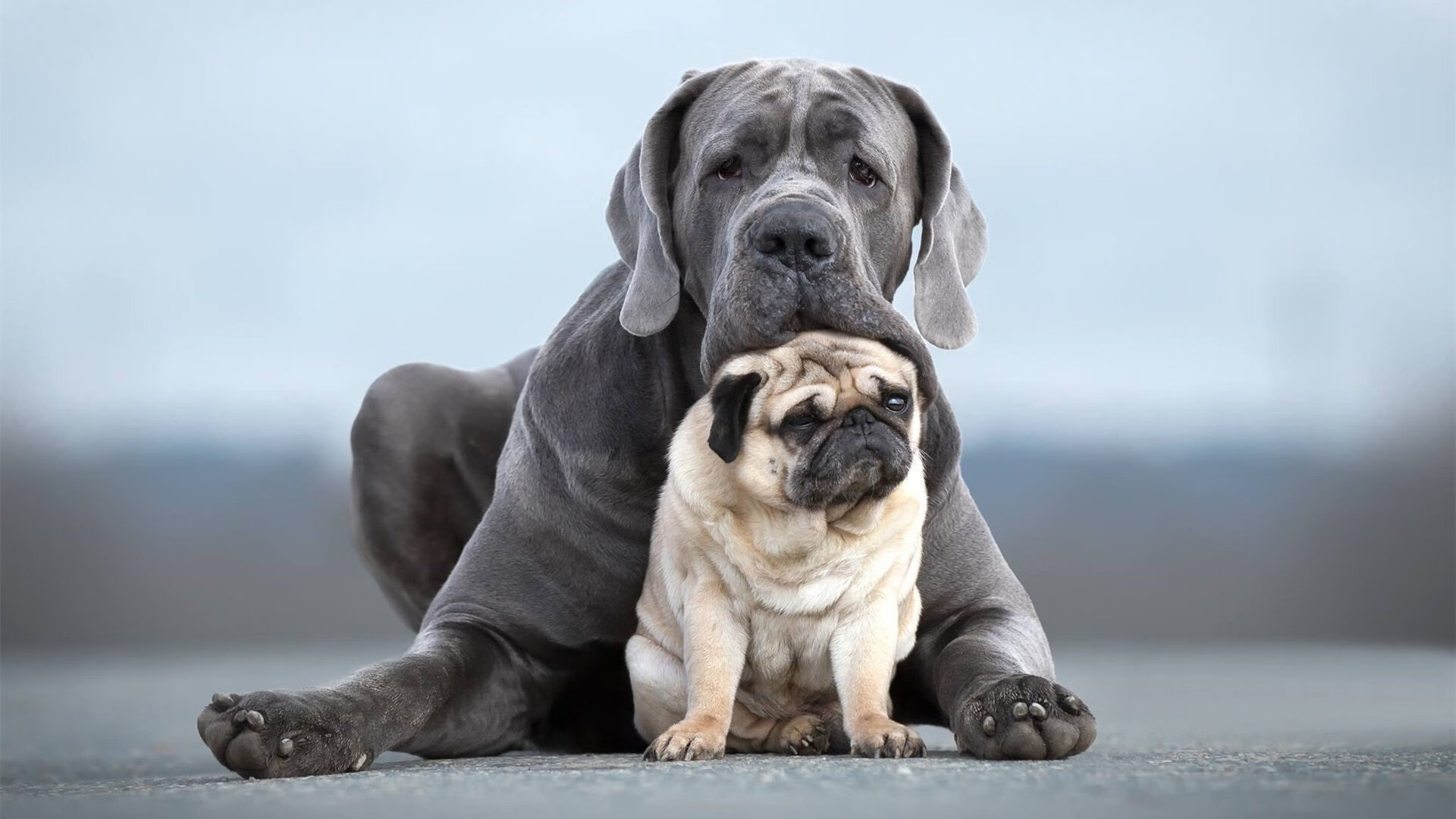中国篮球如何推动教练员参与国际篮球规则更新，篮球教练员管理条例
